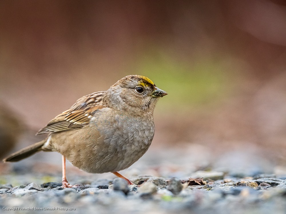 Golden-crowned Sparrow - Steve Dimock