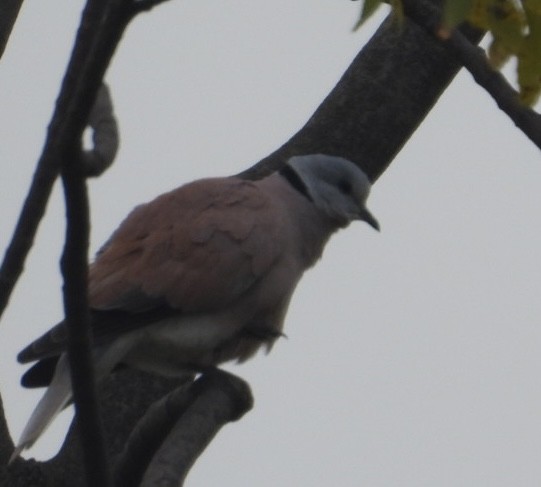 Red Collared-Dove - ML615086959