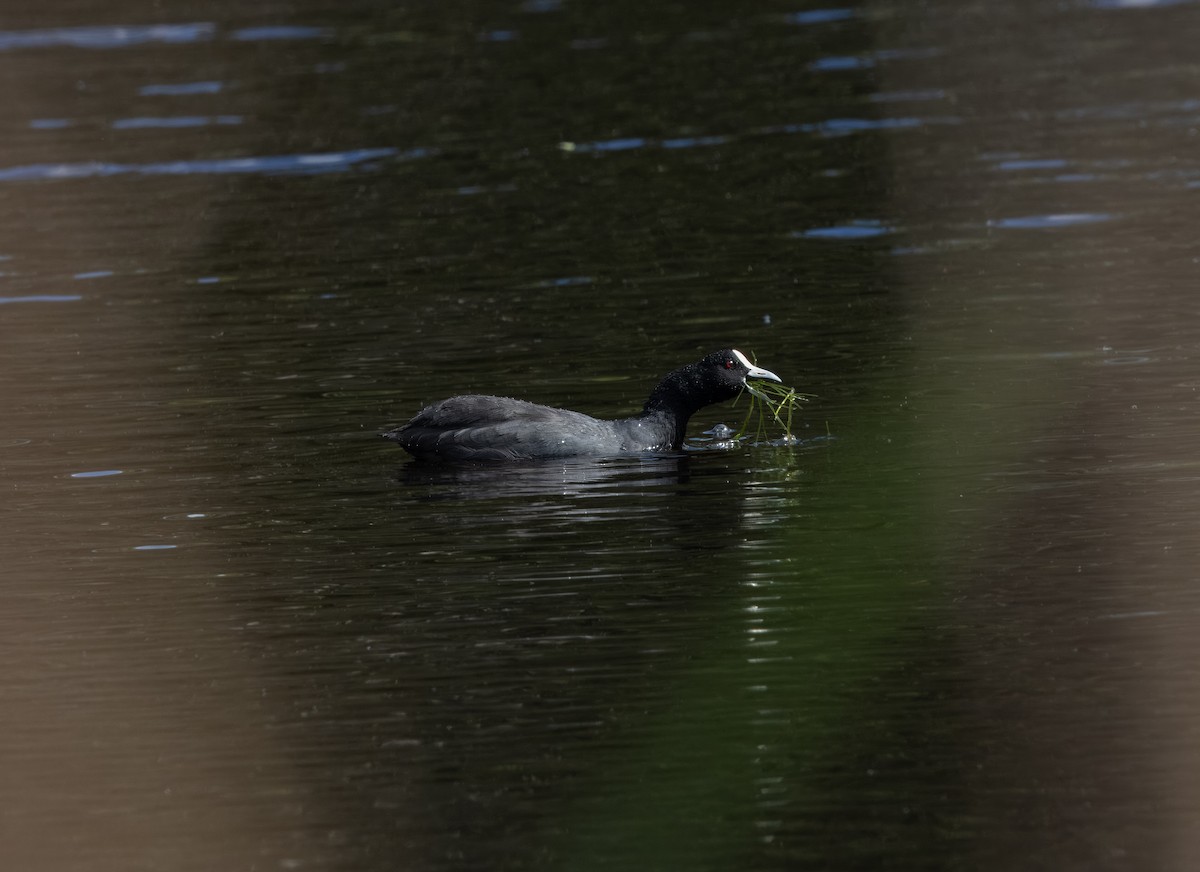 Eurasian Coot - ML615086960