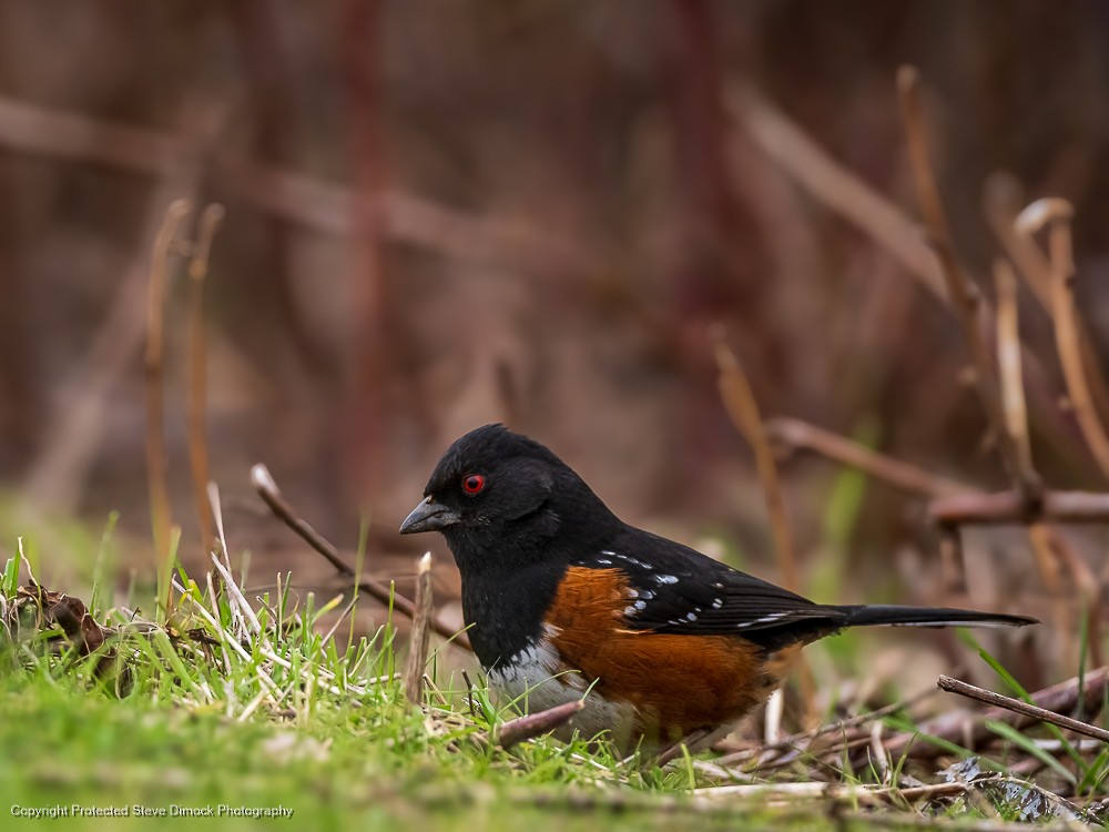 Spotted Towhee - Steve Dimock