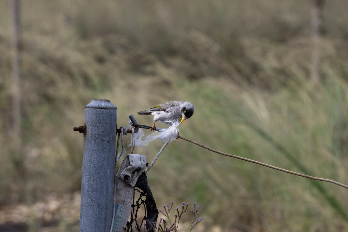 Noisy Miner - ML615086966