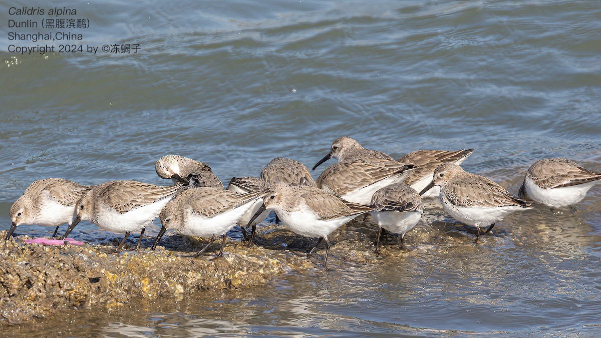 Dunlin - ML615086979