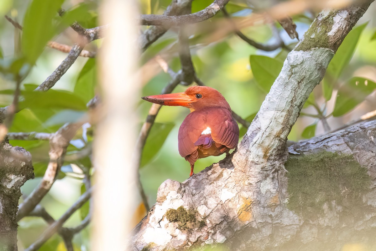 Ruddy Kingfisher - Kalpesh Krishna