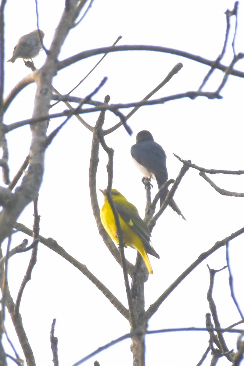 Indian Golden Oriole - ML615087028