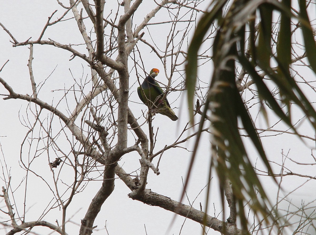 Orange-fronted Fruit-Dove - ML615087108