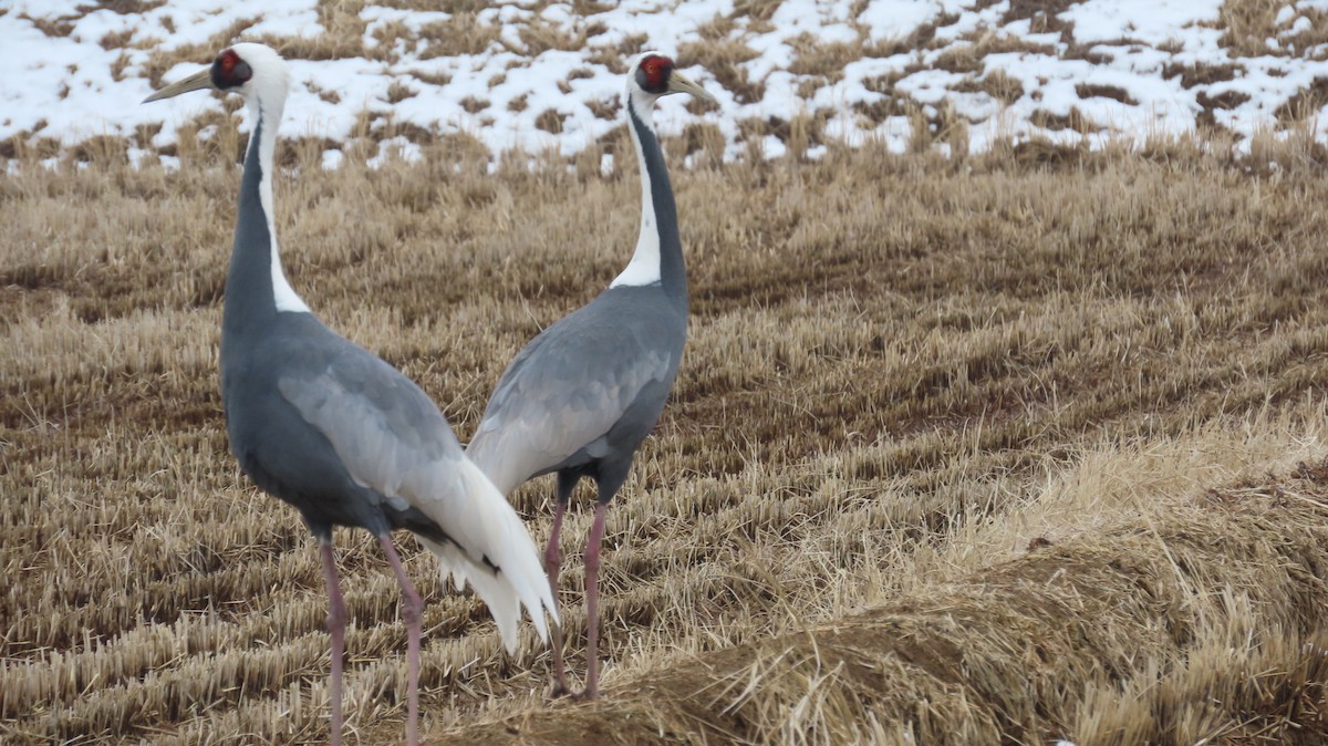 White-naped Crane - ML615087117