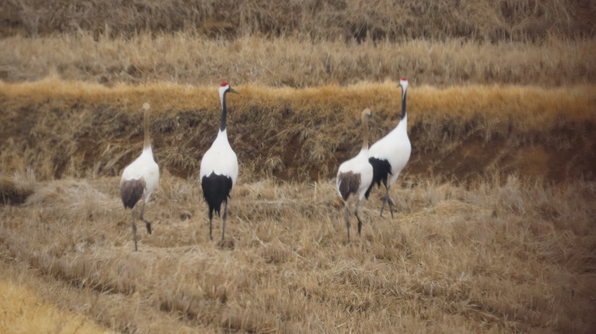 Grulla Manchú - ML615087124