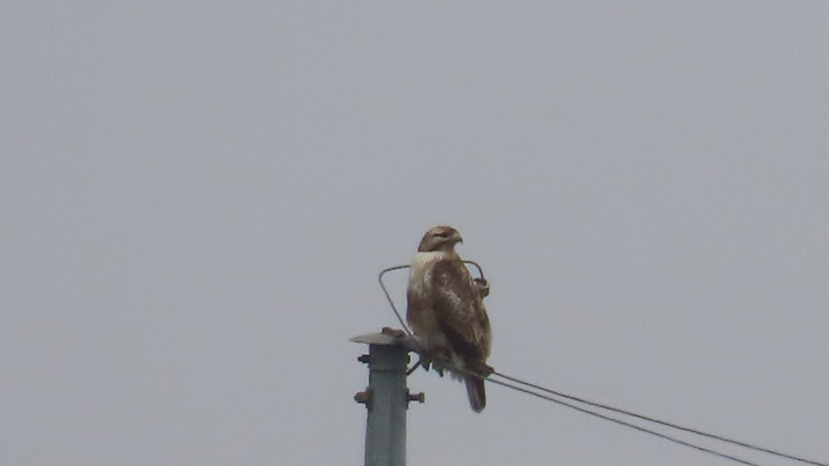 Eastern Buzzard - Dam Ho