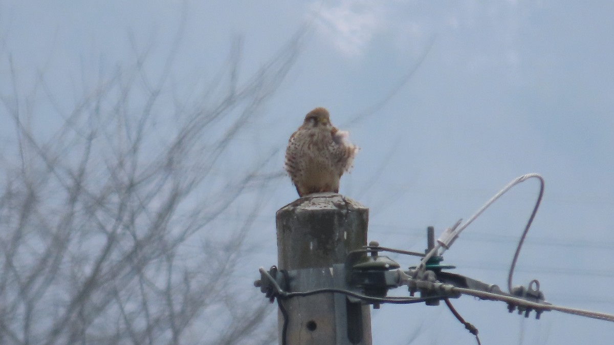 Eurasian Kestrel - ML615087133