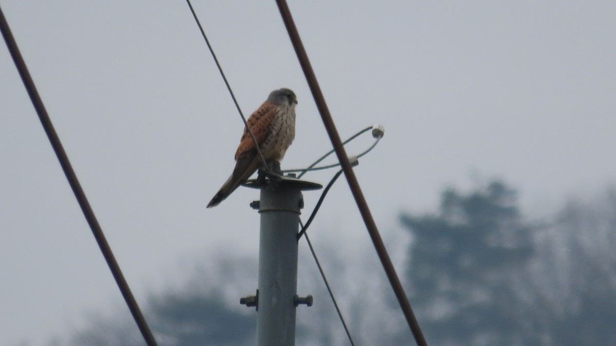 Eurasian Kestrel - ML615087134