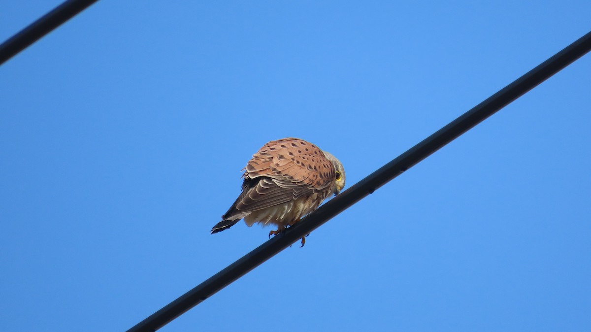 Eurasian Kestrel - ML615087135