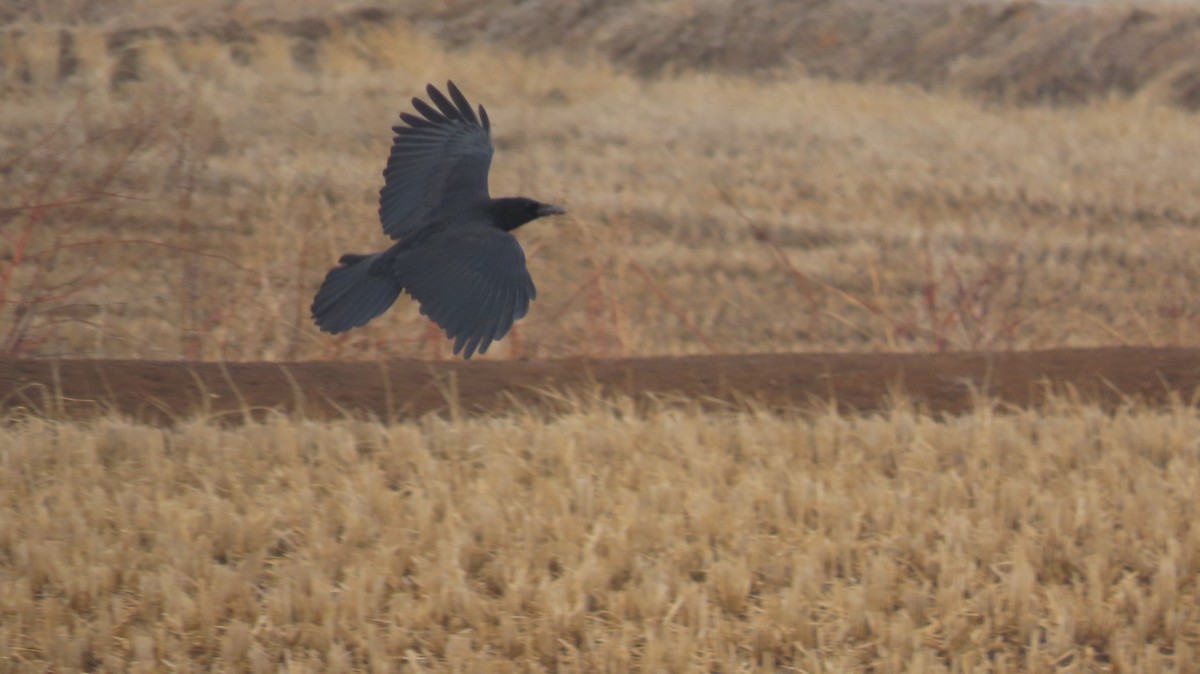 Carrion Crow - Dam Ho