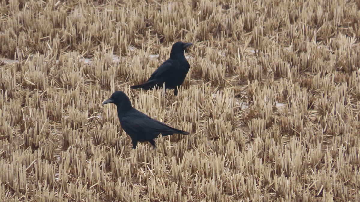 Carrion Crow - ML615087139