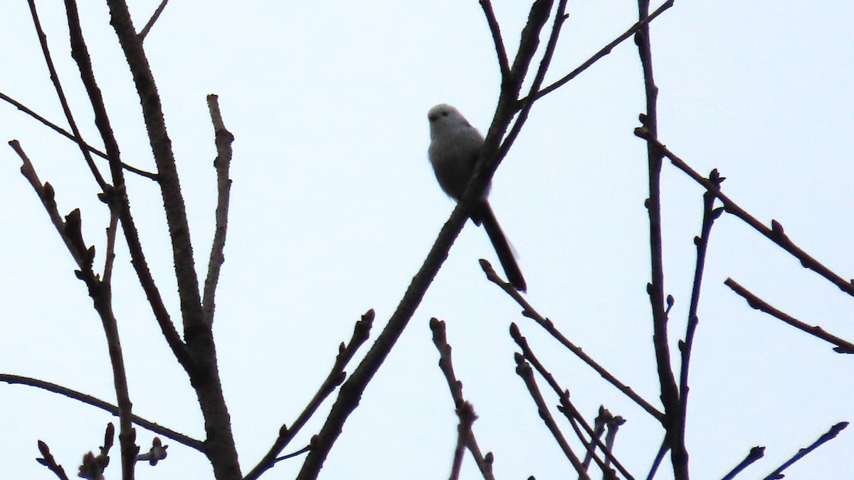 Long-tailed Tit (caudatus) - ML615087142