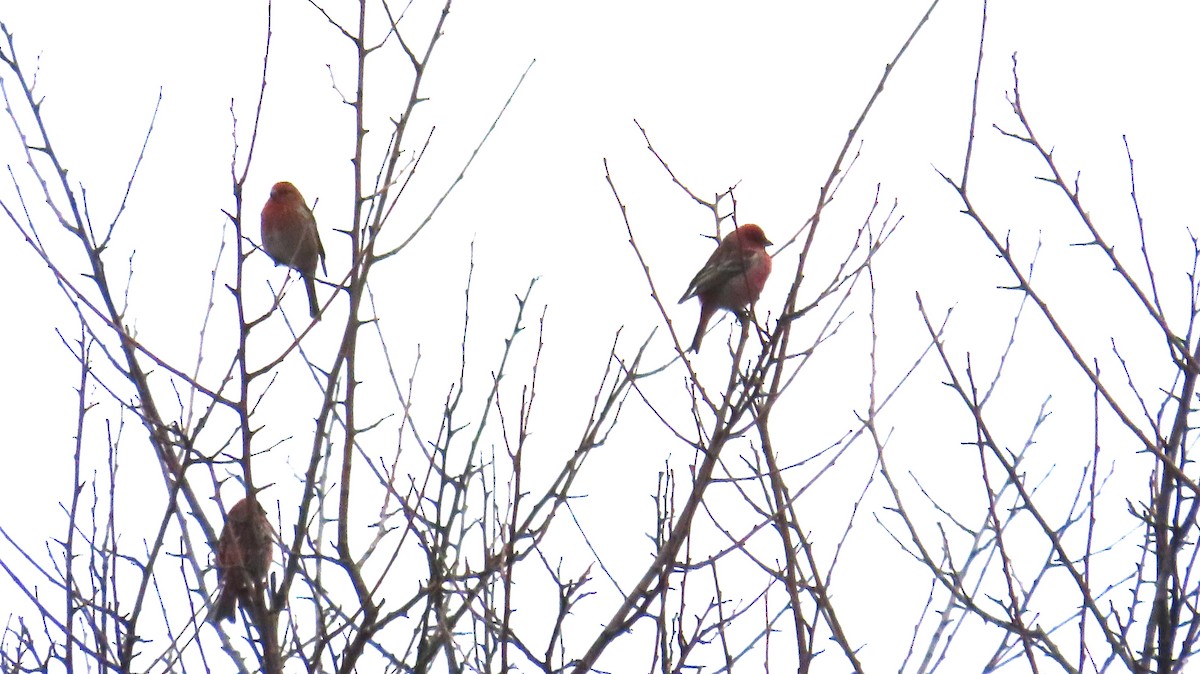 Pallas's Rosefinch - ML615087145