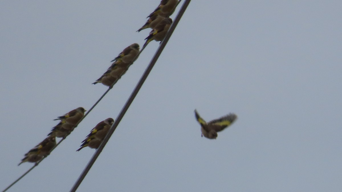 Oriental Greenfinch - ML615087147