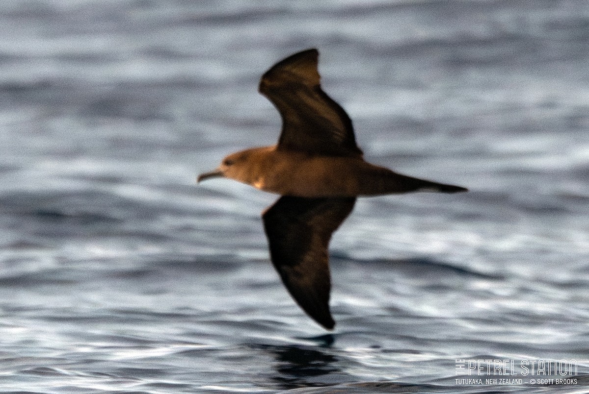 Wedge-tailed Shearwater - Scott Brooks