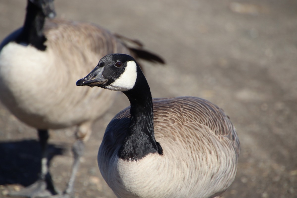 Canada Goose - ML615087195