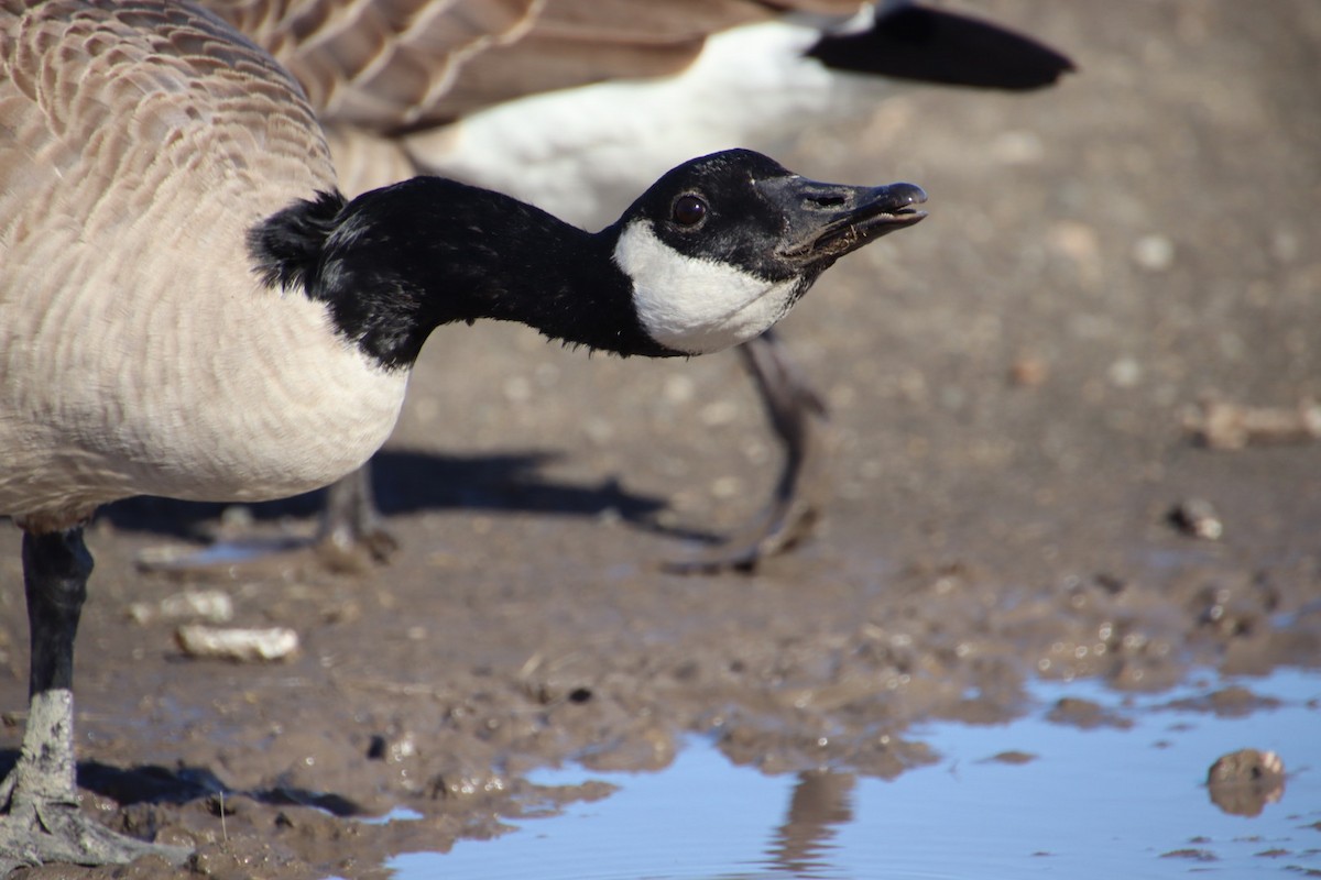 Canada Goose - ML615087196