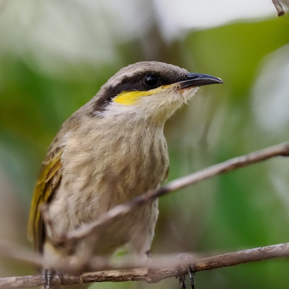 Singing Honeyeater - Robert Berry