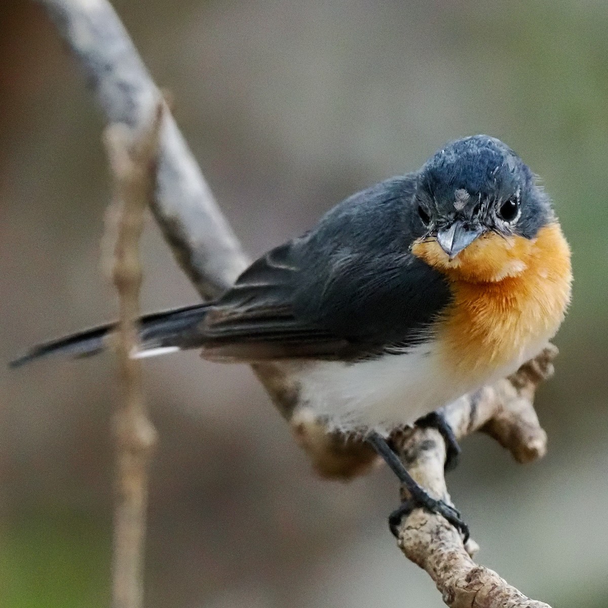 Broad-billed Flycatcher - ML615087267