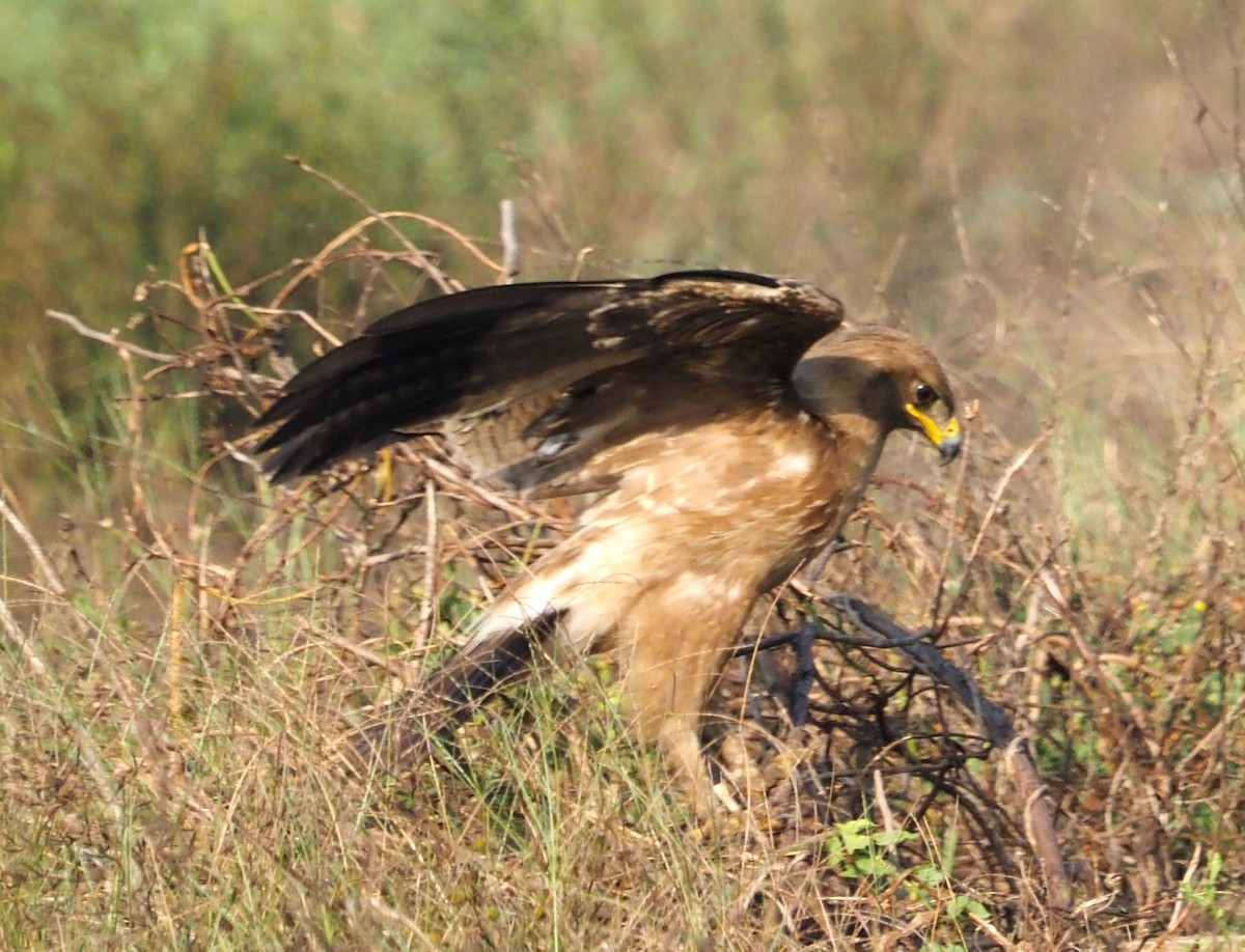 Indian Spotted Eagle - ML615087268