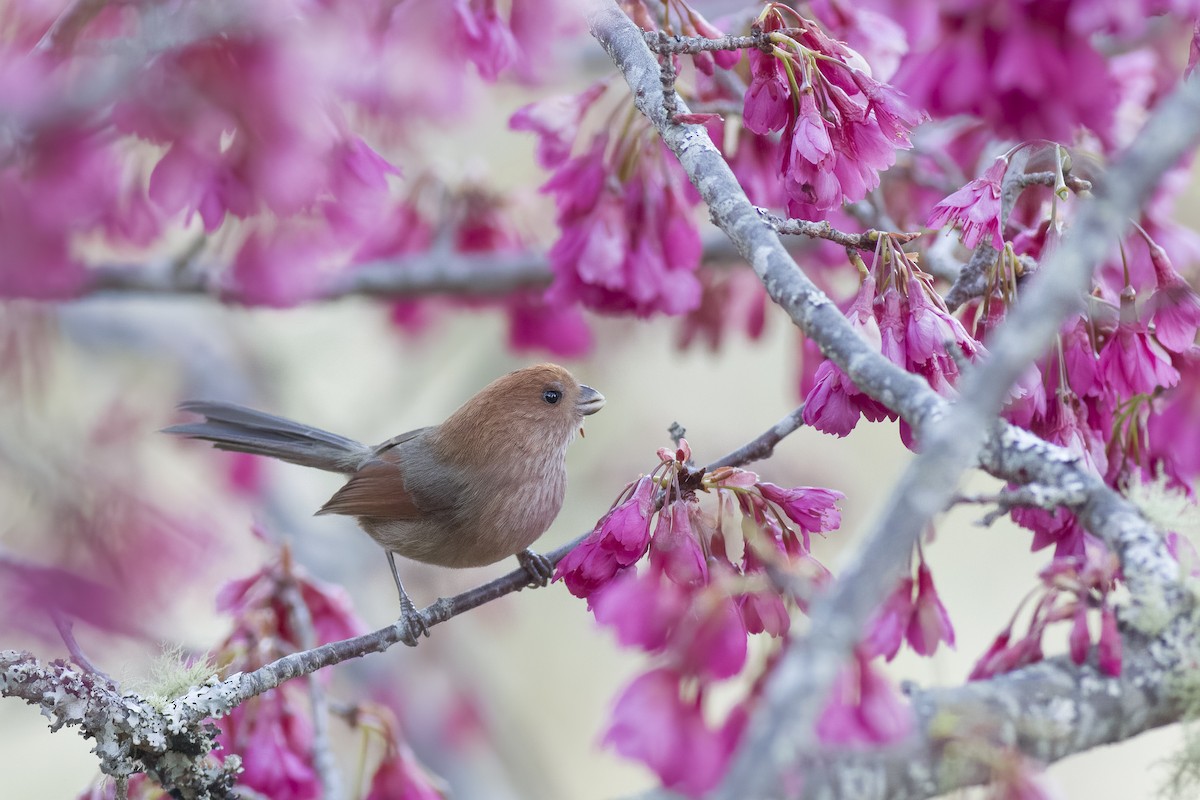 Vinous-throated Parrotbill - u7 Liao