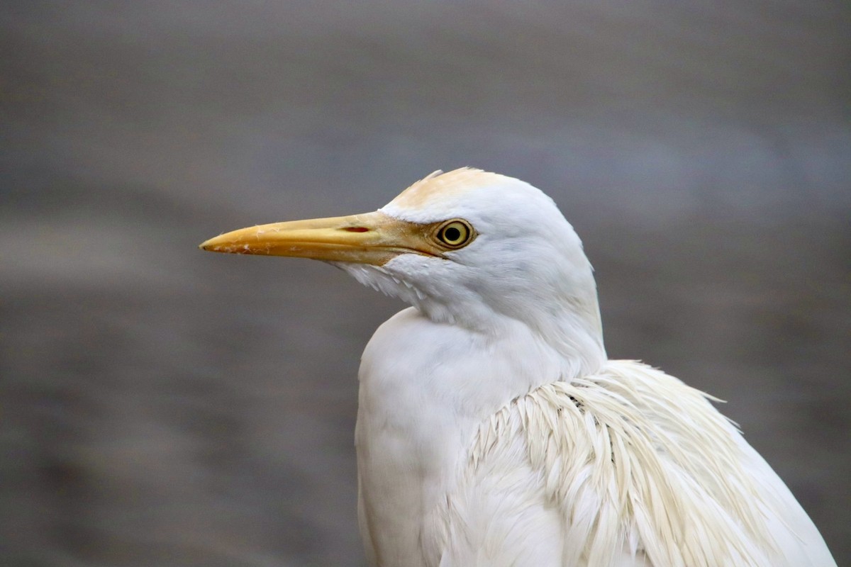 Eastern Cattle Egret - ML615087291