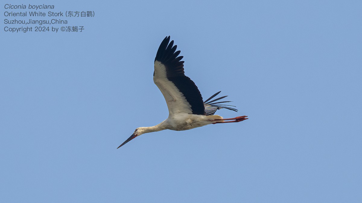 Oriental Stork - ML615087294