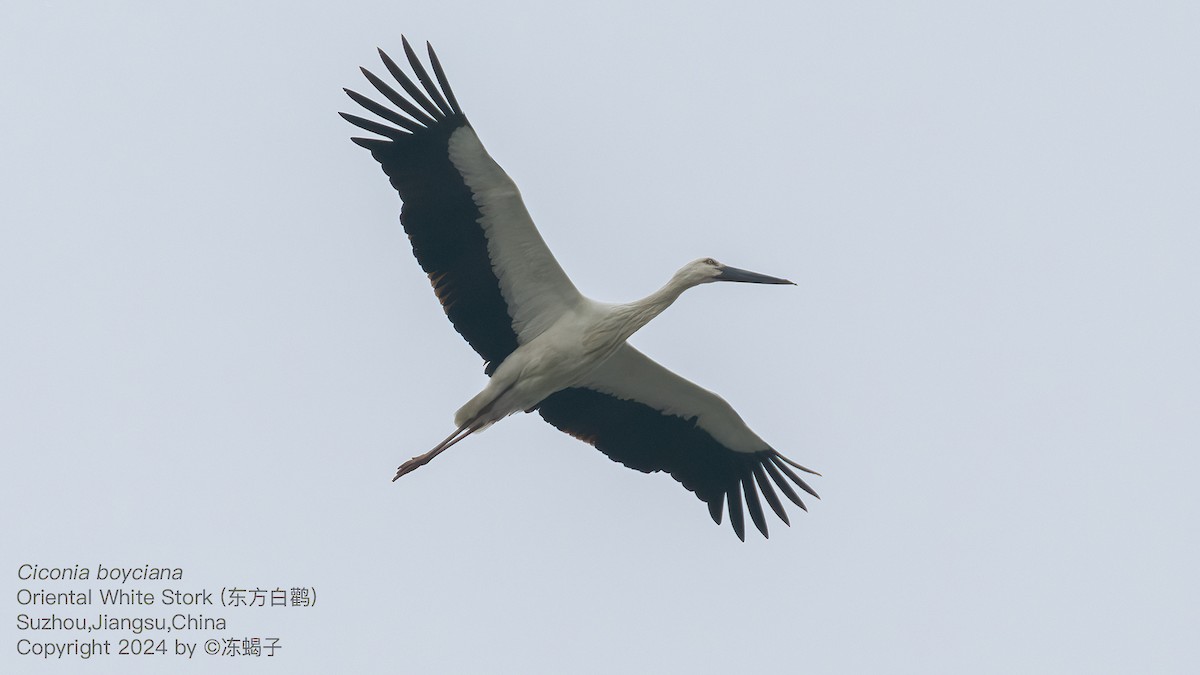 Oriental Stork - ML615087295