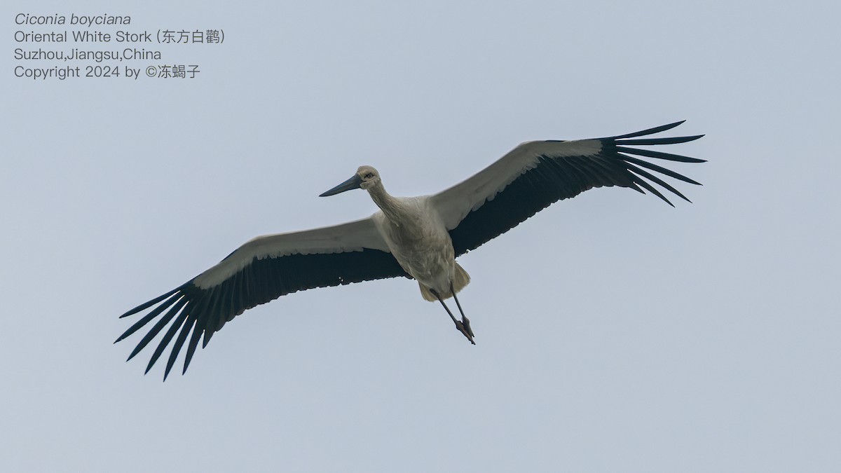 Oriental Stork - ML615087296