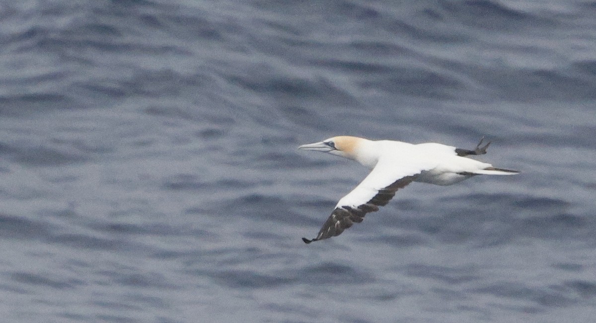 Australasian Gannet - Gavin Bieber