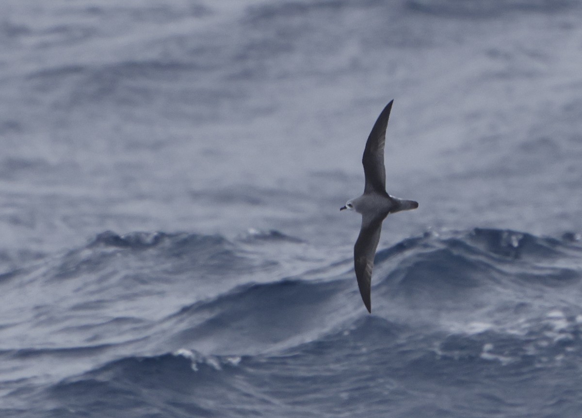 Cook's Petrel - ML615087307