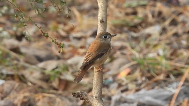 Brown-breasted Flycatcher - ML615087354