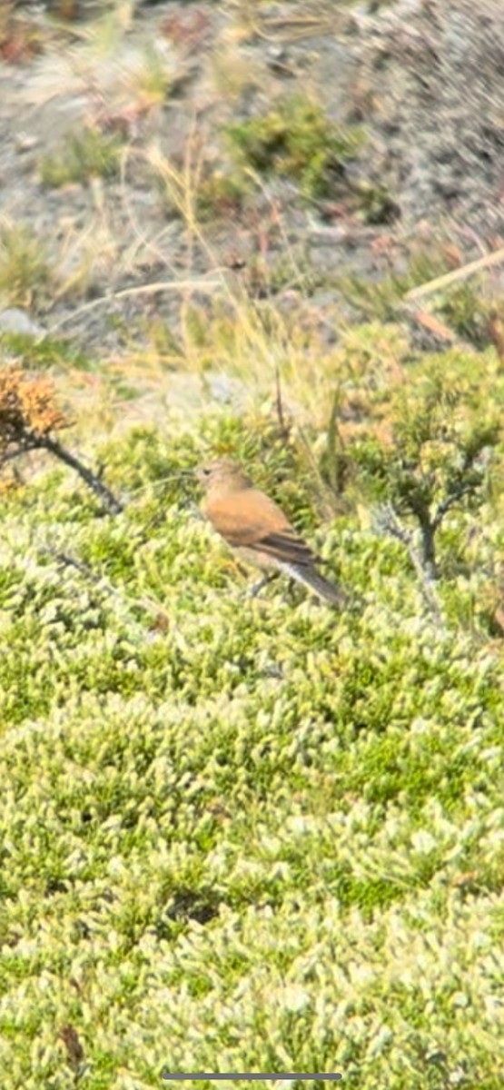 patagonianegrito - ML615087365