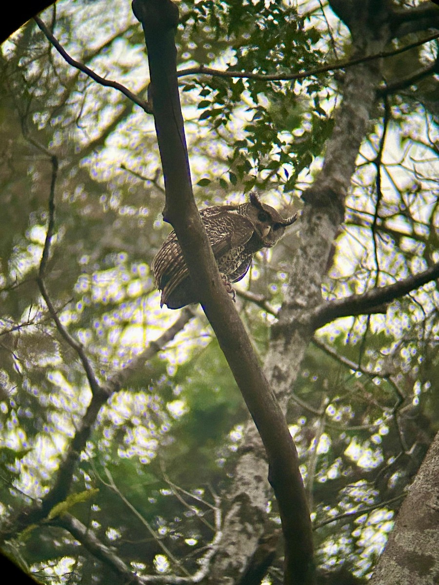 Spot-bellied Eagle-Owl - ML615087388