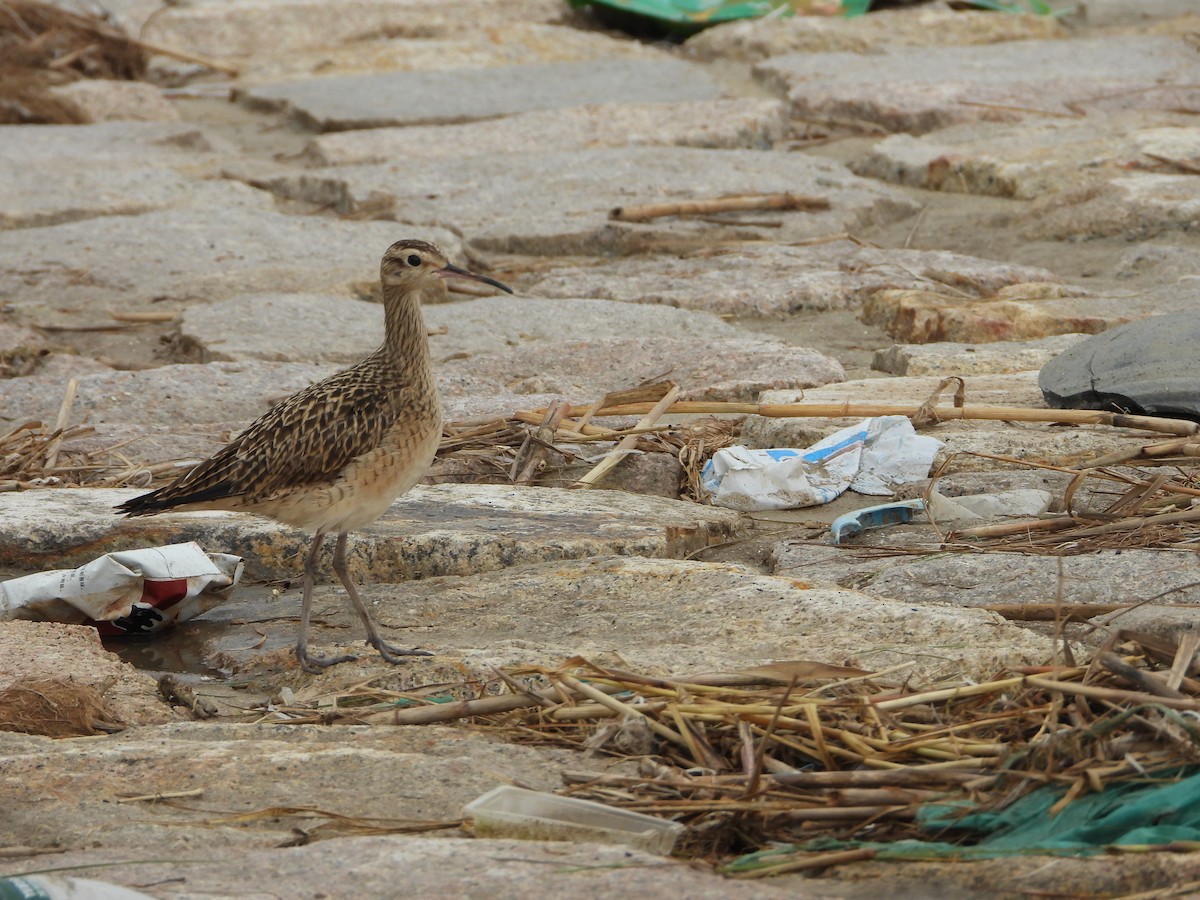 Little Curlew - ML615087395