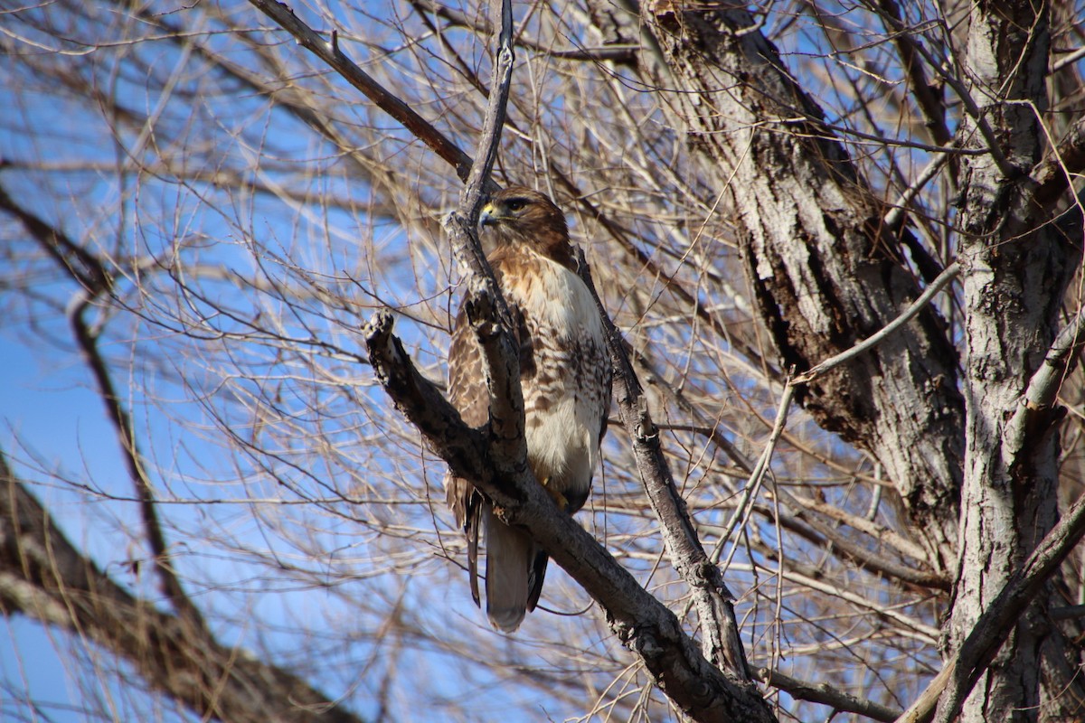 Red-tailed Hawk - ML615087399