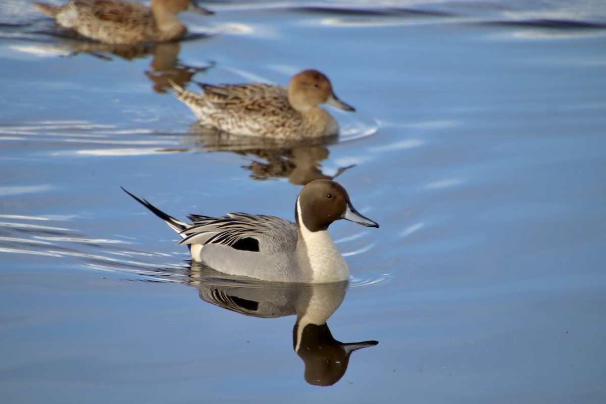 Northern Pintail - ML615087407