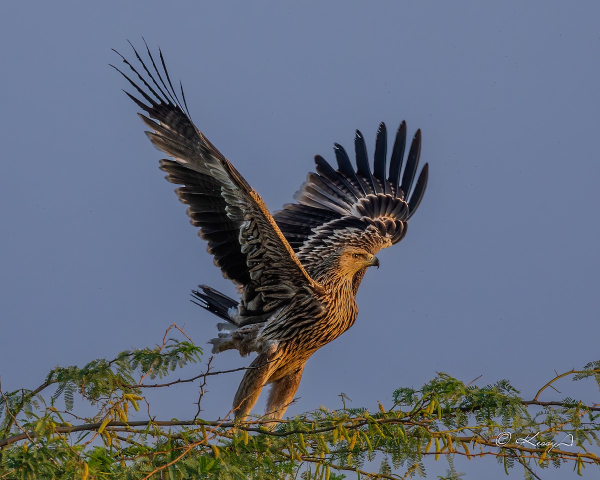 Kaiseradler - ML615087431