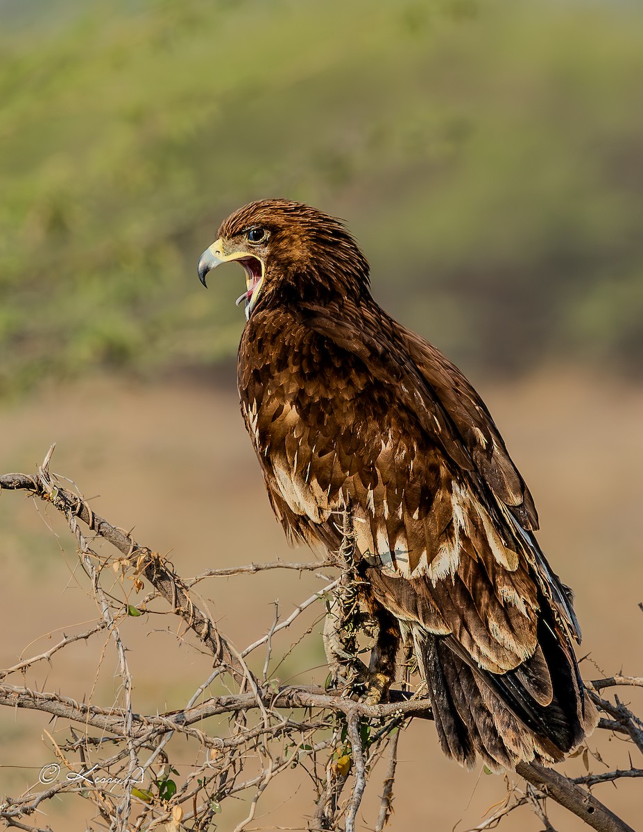 Greater Spotted Eagle - ML615087432