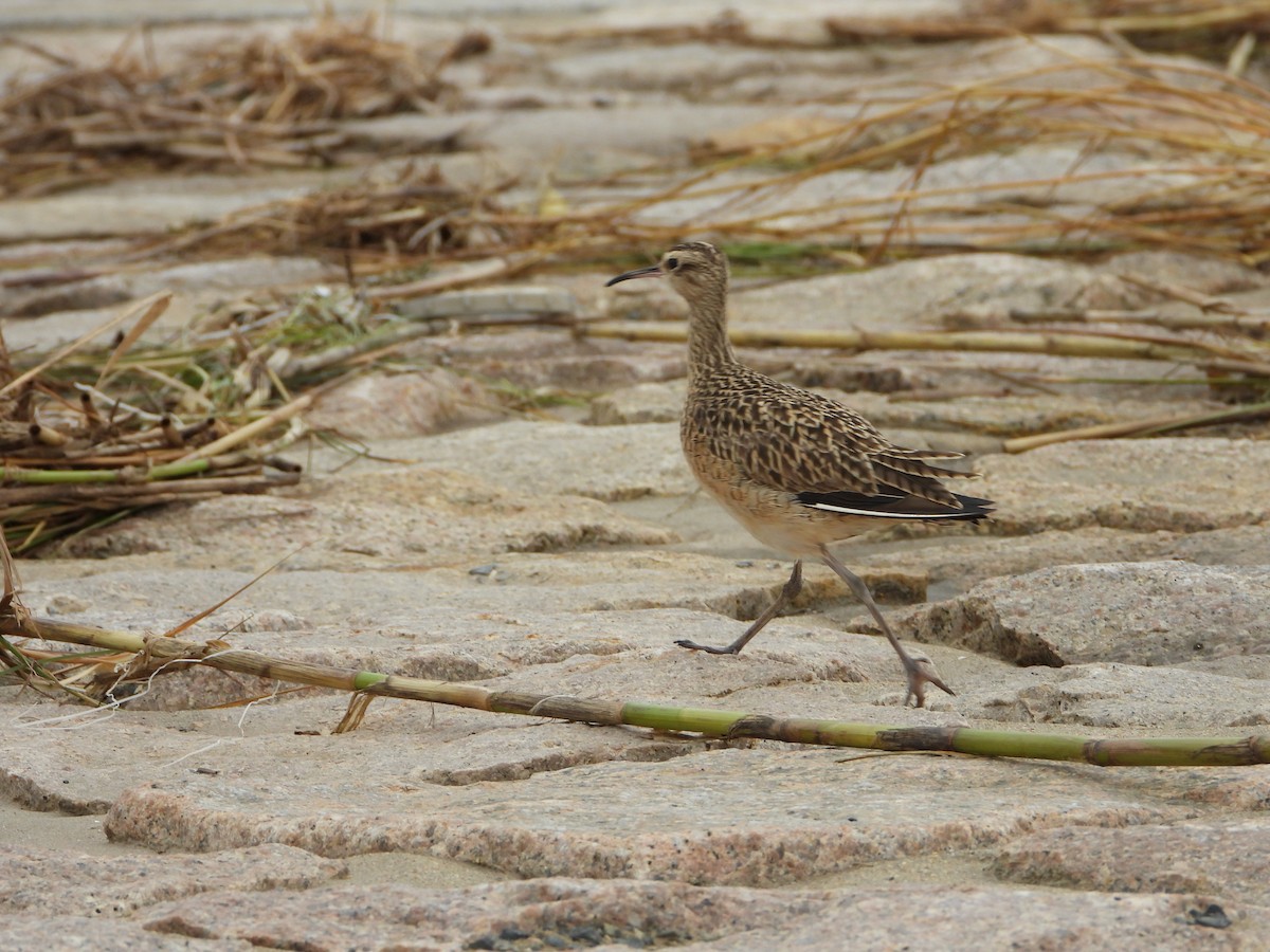 Little Curlew - ML615087448