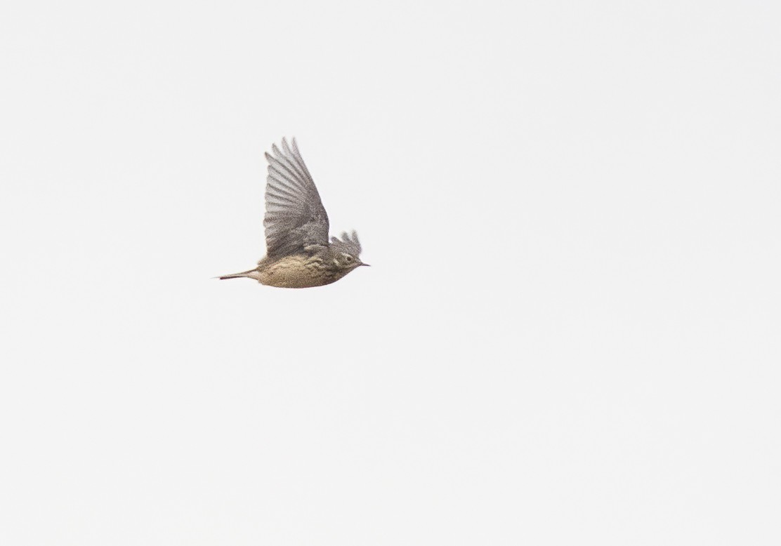 American Pipit - ML615087534