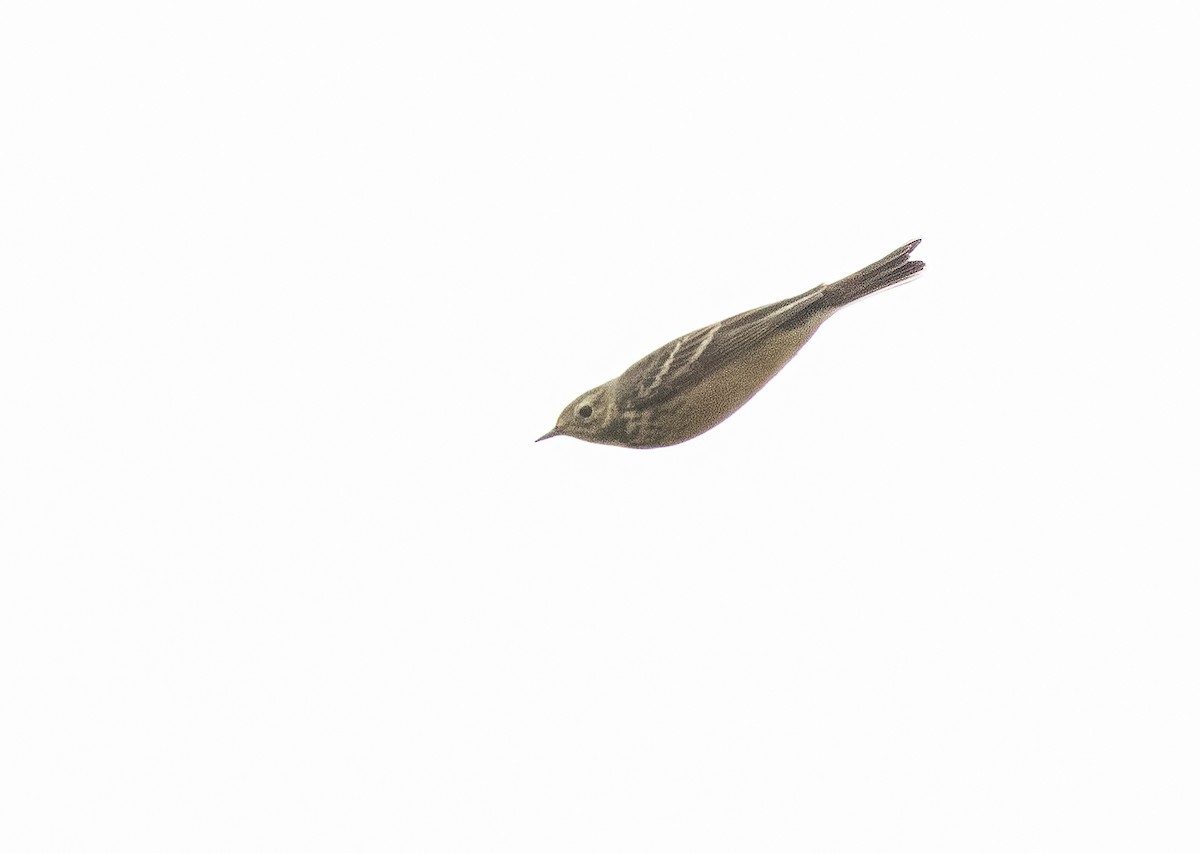 American Pipit - ML615087535