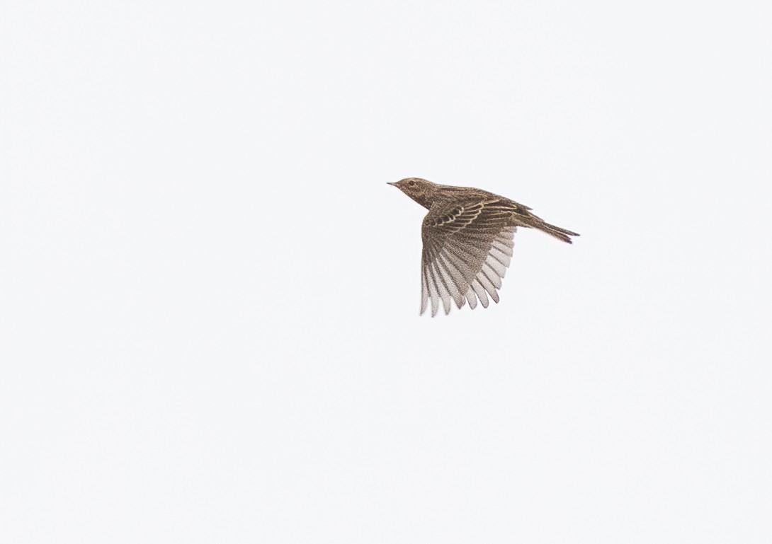 Pipit à gorge rousse - ML615087542