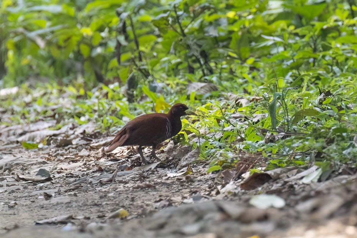 Andaman Crake - Kalpesh Krishna