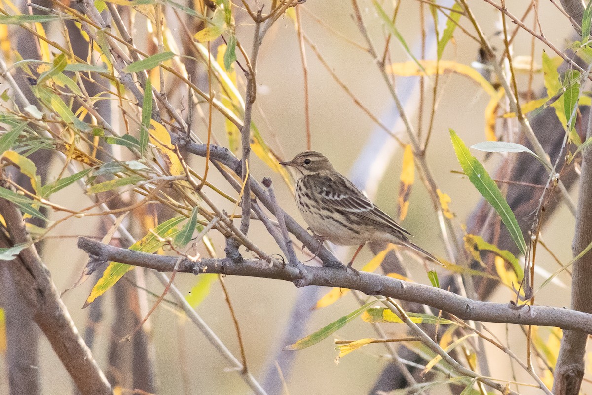 Red-throated Pipit - ML615087561