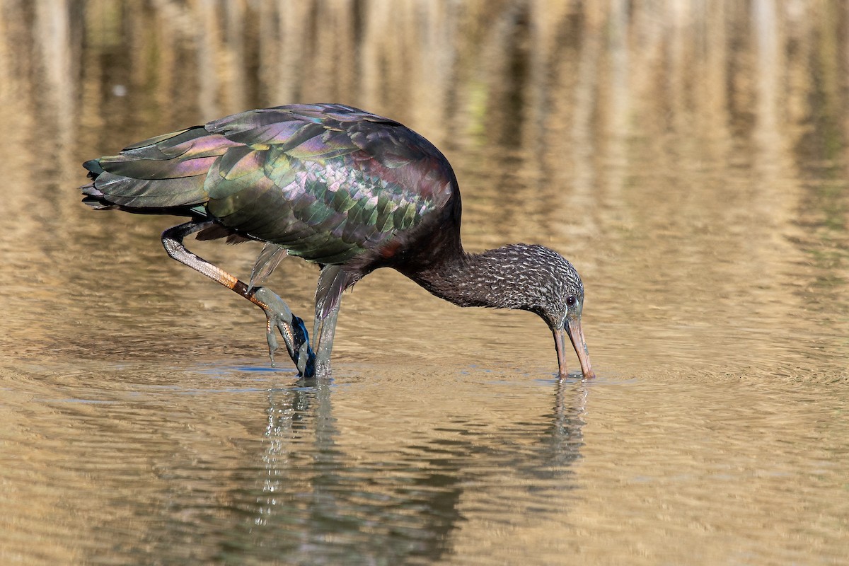 Glossy Ibis - Boris Delahaie