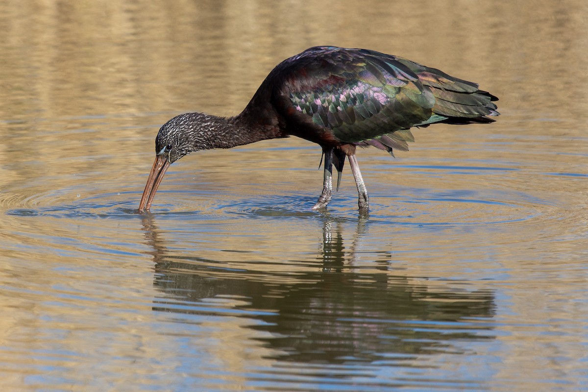 Glossy Ibis - Boris Delahaie