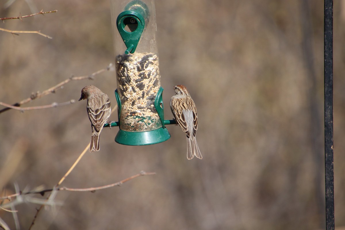 Chipping Sparrow - ML615087582